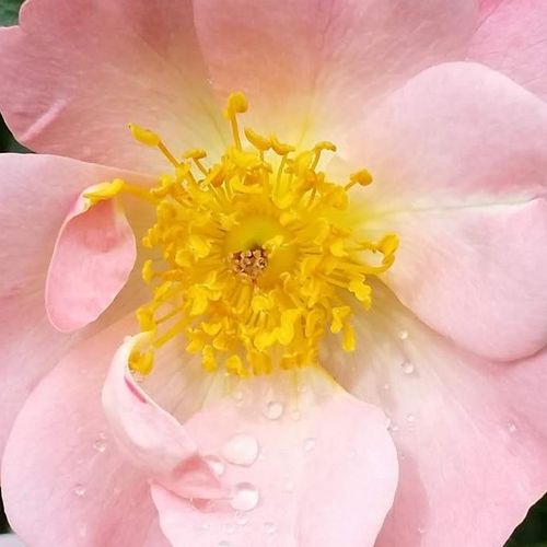 Rosa Open Arms - rosa de fragancia intensa - Árbol de Rosas Miniatura - rosal de pie alto - rosa - Christopher H. Warner- froma de corona llorona - Rosal de árbol con flores pequeñas que florecen abundantemente.